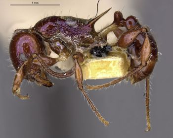 Media type: image;   Entomology 22617 Aspect: habitus lateral view